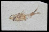 Knightia Fossil Fish - Wyoming #59808-1